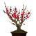 梅花盆栽，老桩红梅盆景树，冬季耐寒植物室内庭院四季