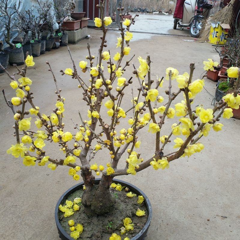 腊梅花树苗盆栽梅花盆景腊梅耐寒老桩浓香型花卉植物室内阳台