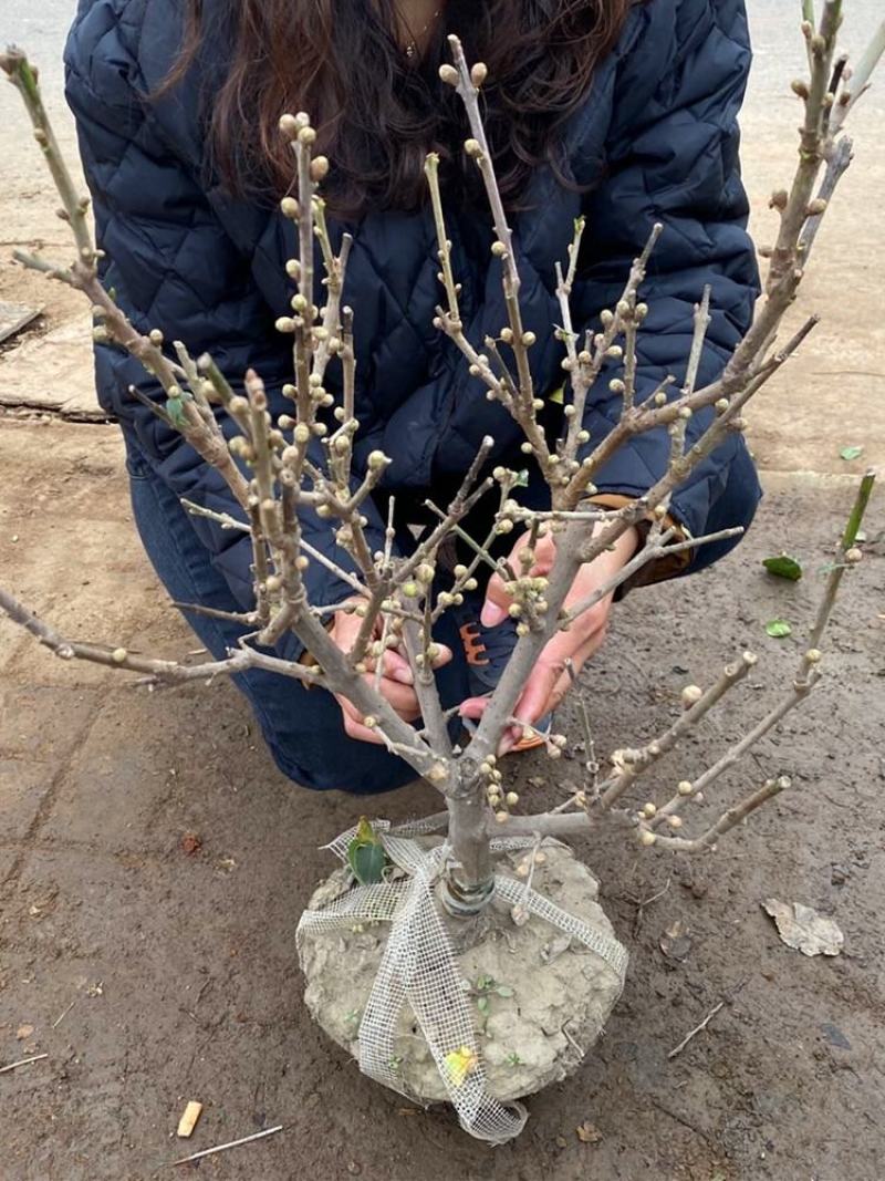 腊梅花树苗盆栽梅花盆景腊梅耐寒老桩浓香型花卉植物室内阳台