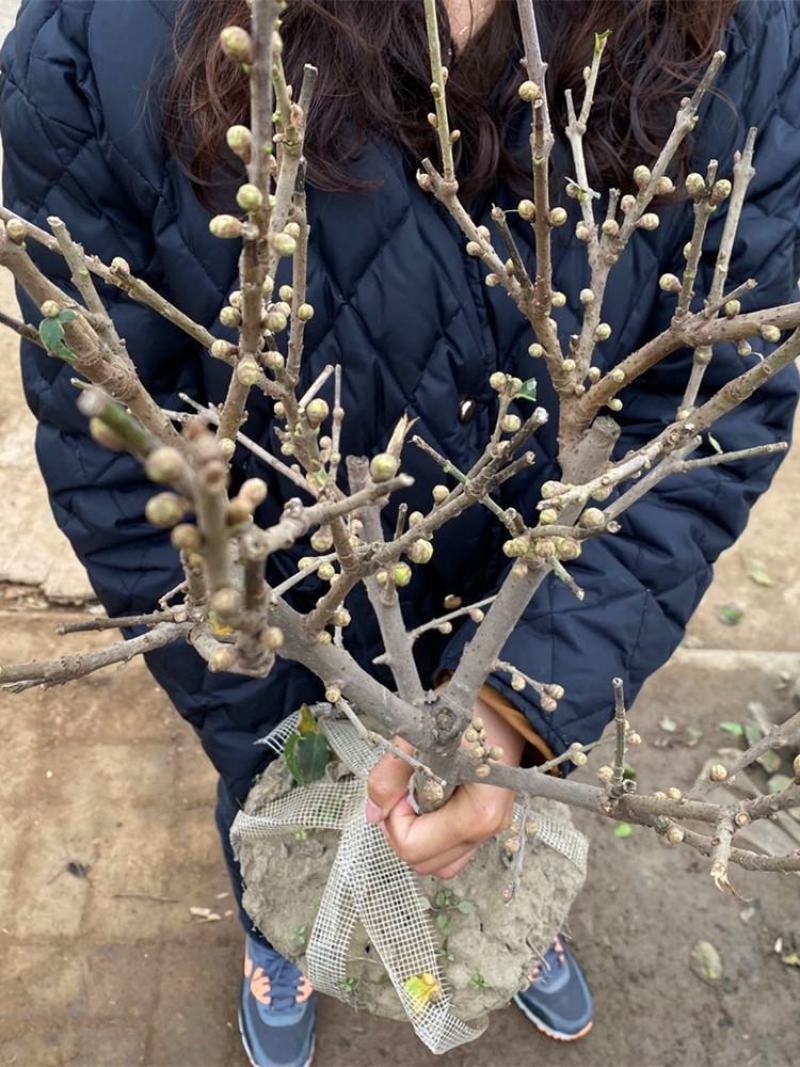 腊梅花树苗盆栽梅花盆景腊梅耐寒老桩浓香型花卉植物室内阳台