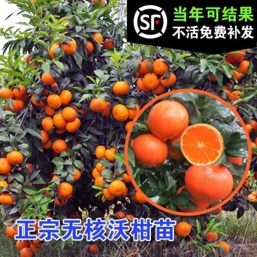 正宗沃柑树苗无籽无核嫁接沃柑苗武鸣沃柑苗当年挂果产地发货