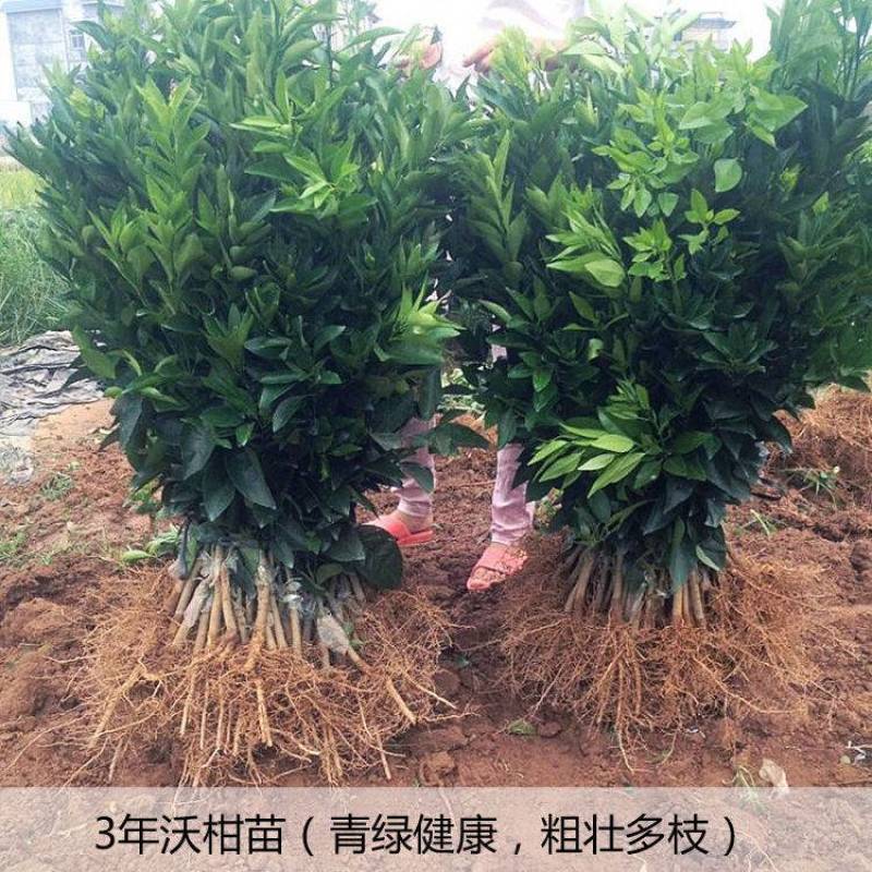 正宗沃柑树苗无籽无核嫁接沃柑苗武鸣沃柑苗当年挂果产地发货