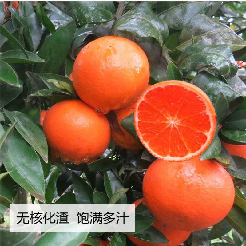 正宗沃柑树苗无籽无核嫁接沃柑苗武鸣沃柑苗当年挂果产地发货