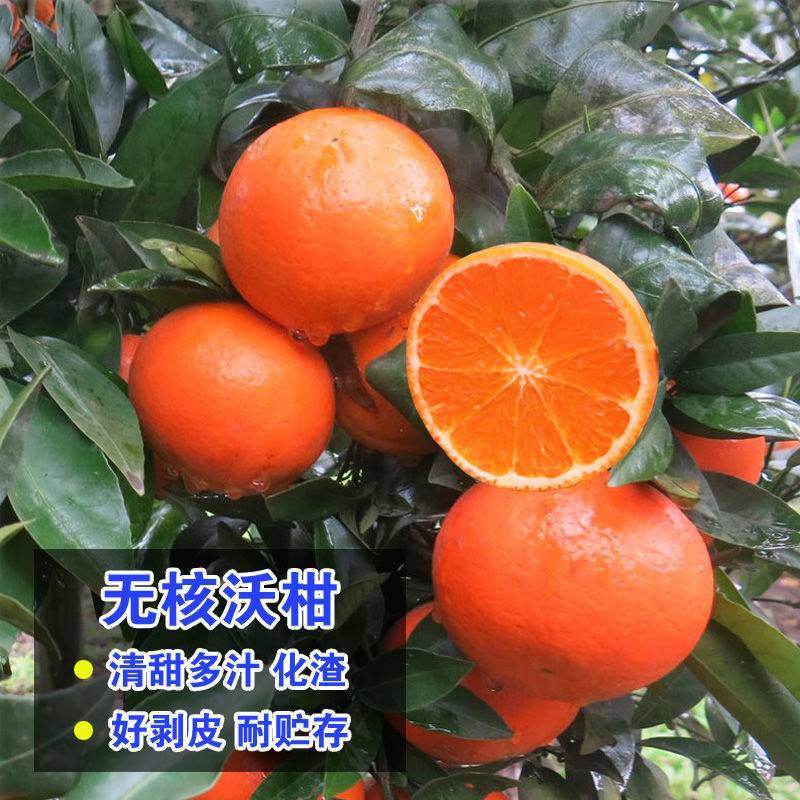 正宗沃柑树苗无籽无核嫁接沃柑苗武鸣沃柑苗当年挂果产地发货