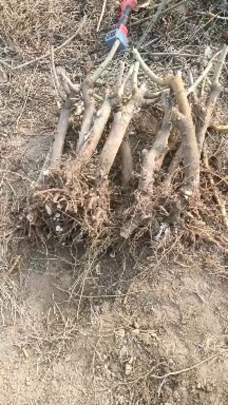 战地桑树