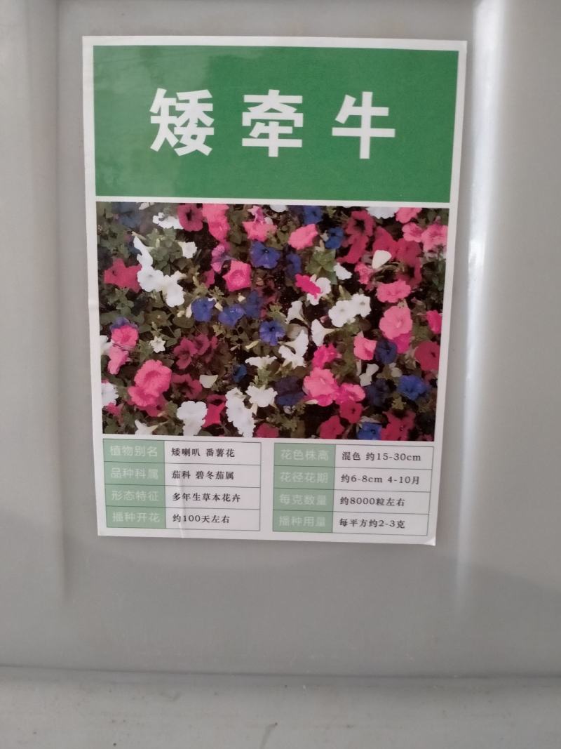 牵牛花种子，花孑四季易播种爬藤喇叭花种籽子庭院攀缘花籽好