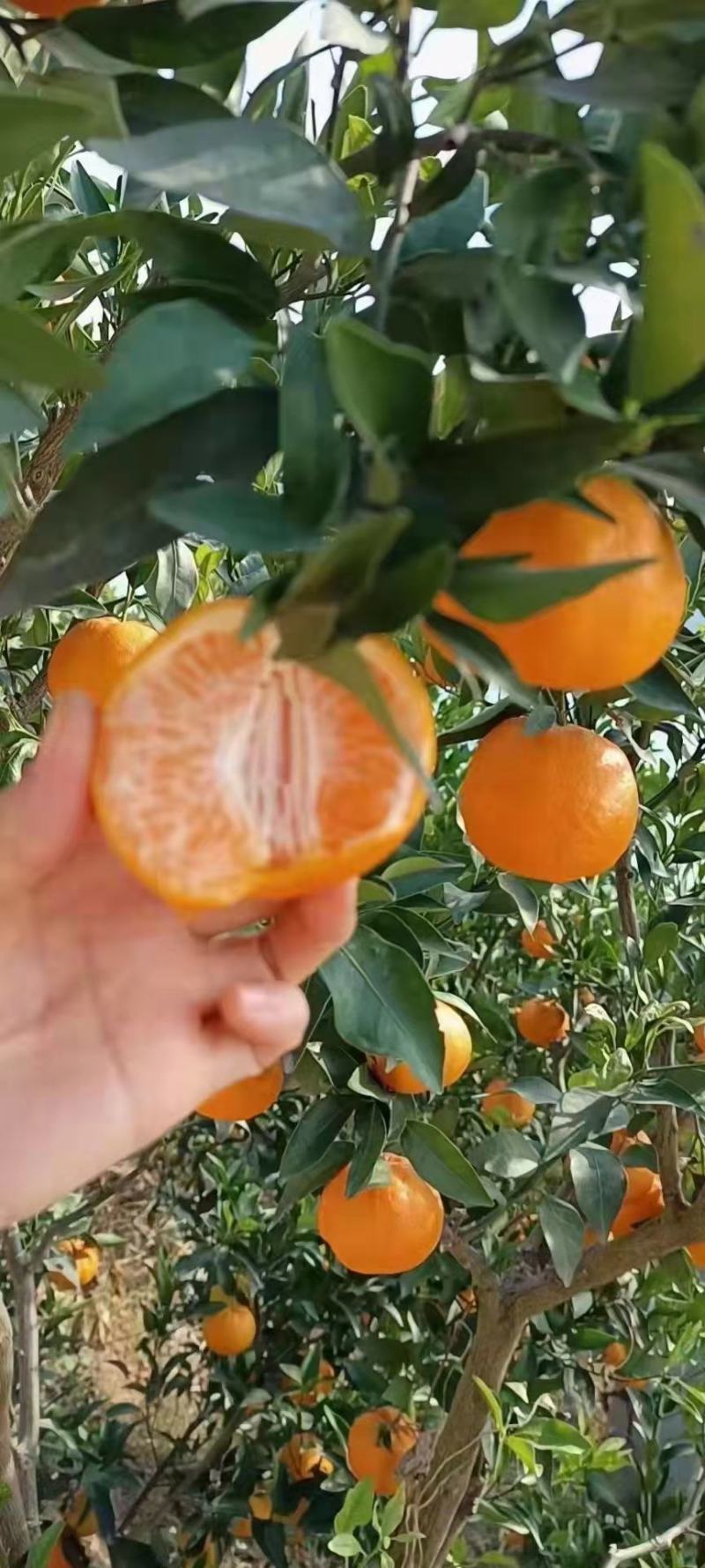 湖北优质椪柑大量上市果大皮薄口感纯甜的欢迎订购