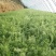 热销精品带根鲜嫩色绿小茴香，春节前上市。
