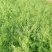 热销精品带根鲜嫩色绿小茴香，春节前上市。