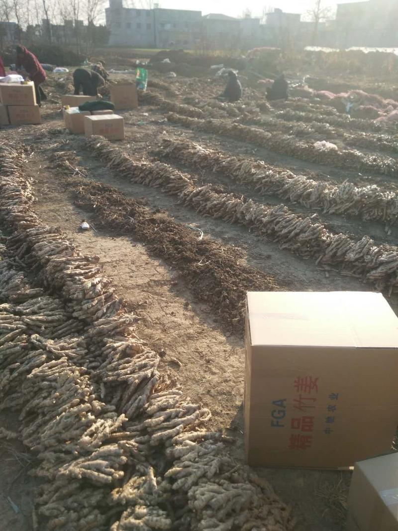安徽阜阳小黄姜，一手货源，产地直发，质量保证，
