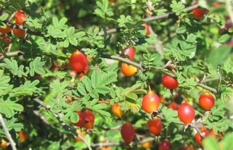 野木香花栽秧果扁刺峨眉蔷薇峨眉扁刺蔷薇糖糖果