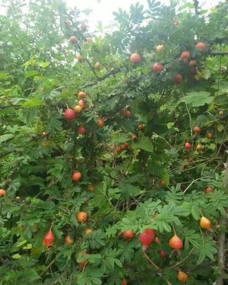 野木香花栽秧果扁刺峨眉蔷薇峨眉扁刺蔷薇糖糖果