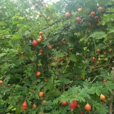 野木香花栽秧果扁刺峨眉蔷薇峨眉扁刺蔷薇糖糖果