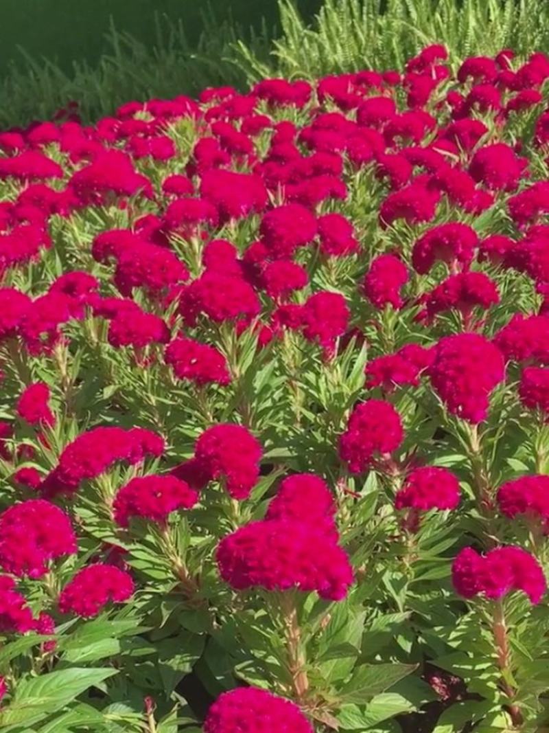 鸡冠花种子四季种易活冠状鸡冠花种子羽状鸡冠花庭院室外花籽