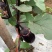 精品紫光茄圆茄质量好价格低视频看货等您来电合作
