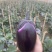 精品紫光茄圆茄质量好价格低视频看货等您来电合作