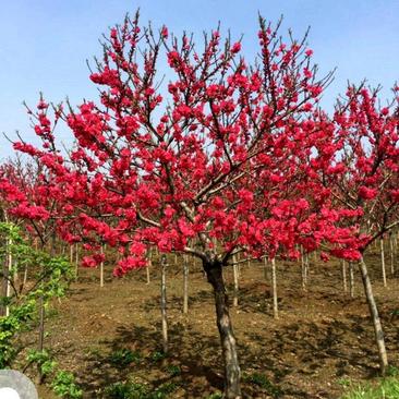 红梅香型梅花盆栽地栽盆景树苗红梅腊梅花卉绿植耐寒