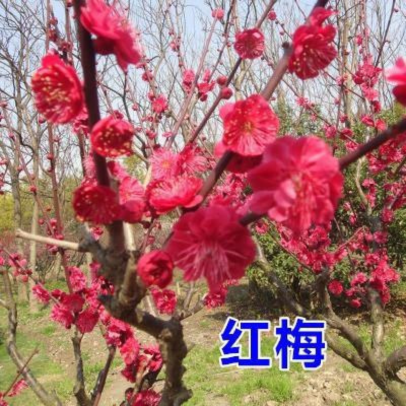 红梅香型梅花盆栽地栽盆景树苗红梅腊梅花卉绿植耐寒