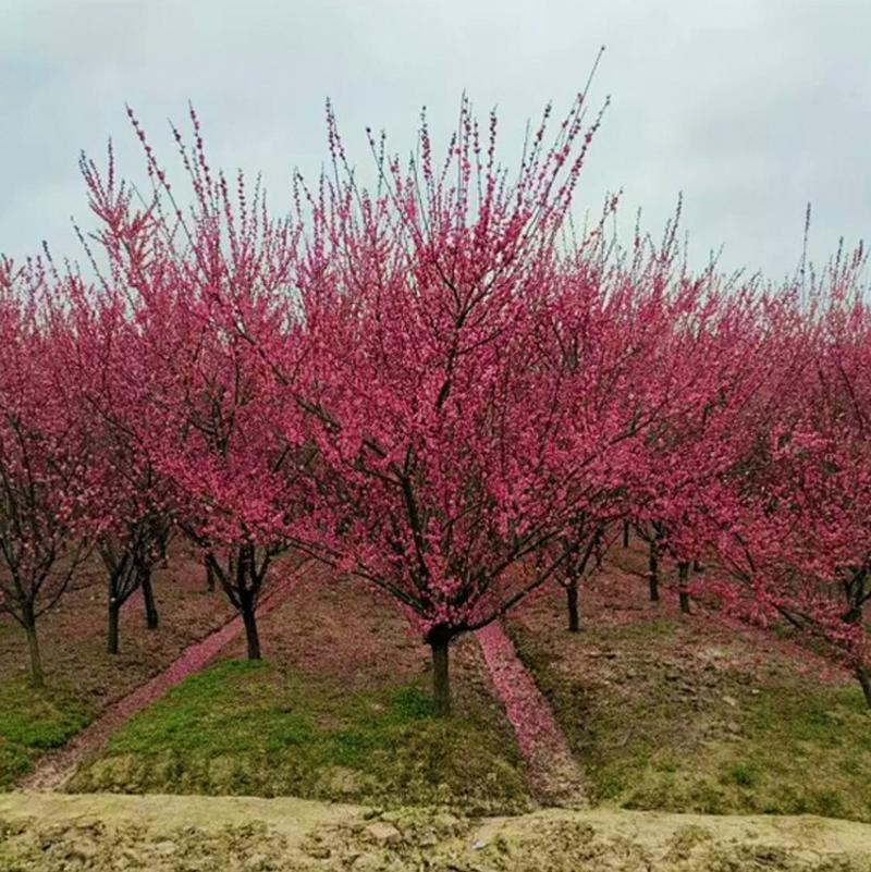 红梅香型梅花盆栽地栽盆景树苗红梅腊梅花卉绿植耐寒