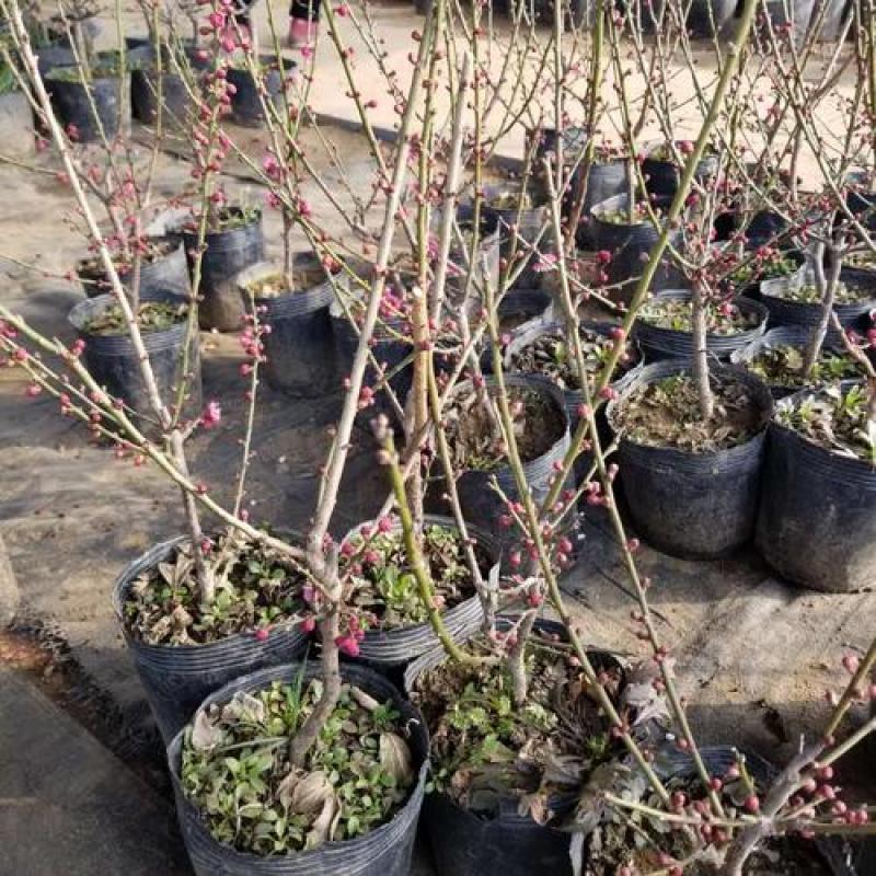 红梅香型梅花盆栽地栽盆景树苗红梅腊梅花卉绿植耐寒