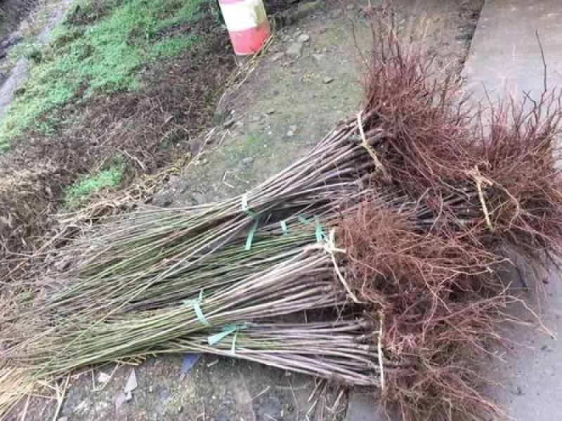 红梅香型梅花盆栽地栽盆景树苗红梅腊梅花卉绿植耐寒