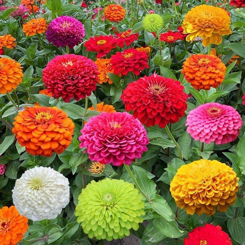 百日草种子，百日草花种子，七彩重瓣百日花种子四季开花易活