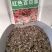 百日草种子，百日草花种子，七彩重瓣百日花种子四季开花易活