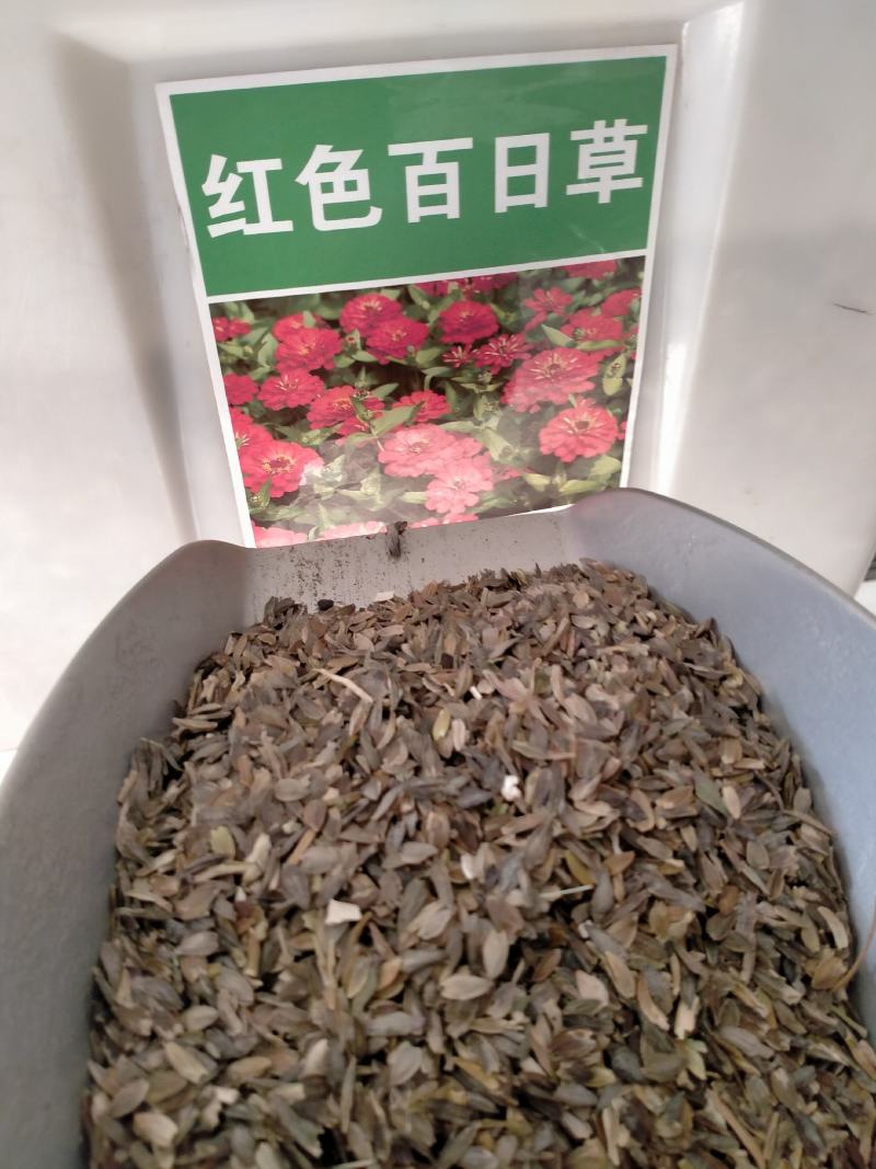 百日草种子，百日草花种子，七彩重瓣百日花种子四季开花易活