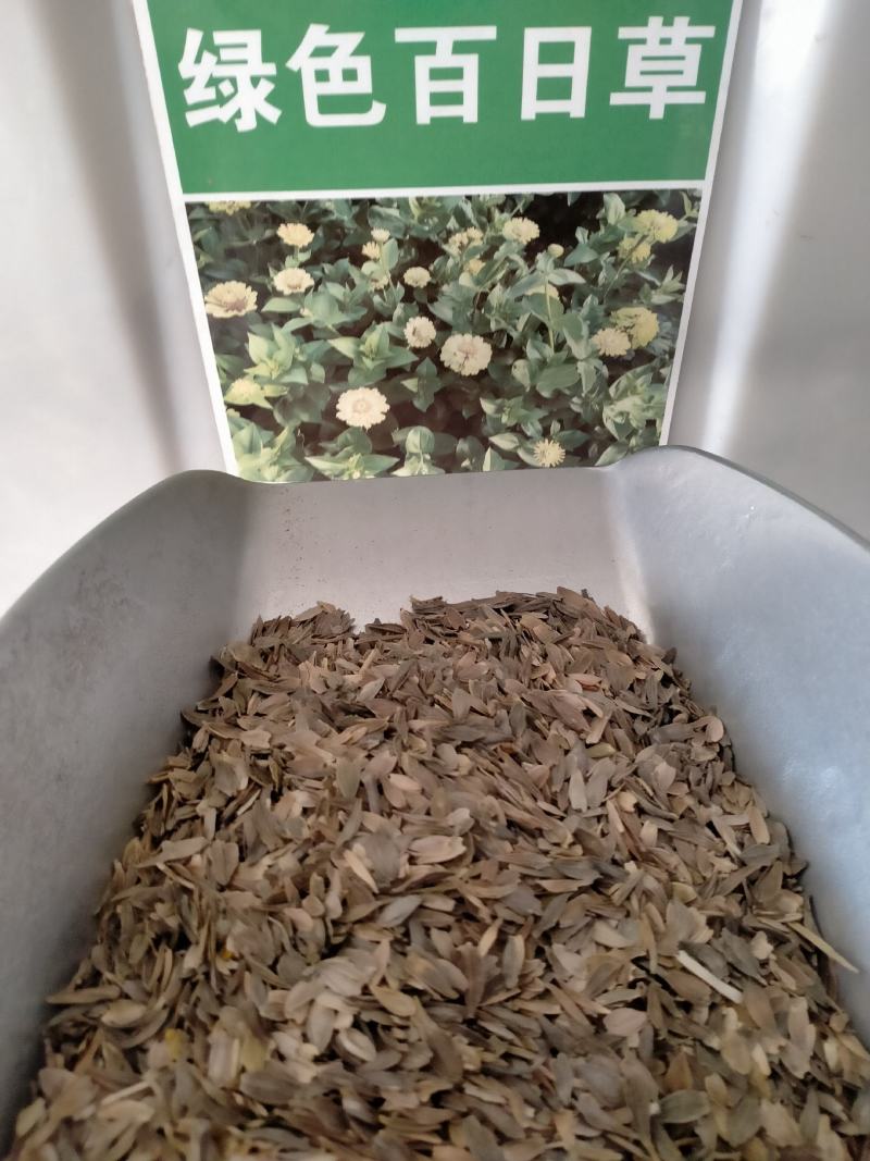 百日草种子，百日草花种子，七彩重瓣百日花种子四季开花易活
