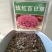 百日草种子，百日草花种子，七彩重瓣百日花种子四季开花易活