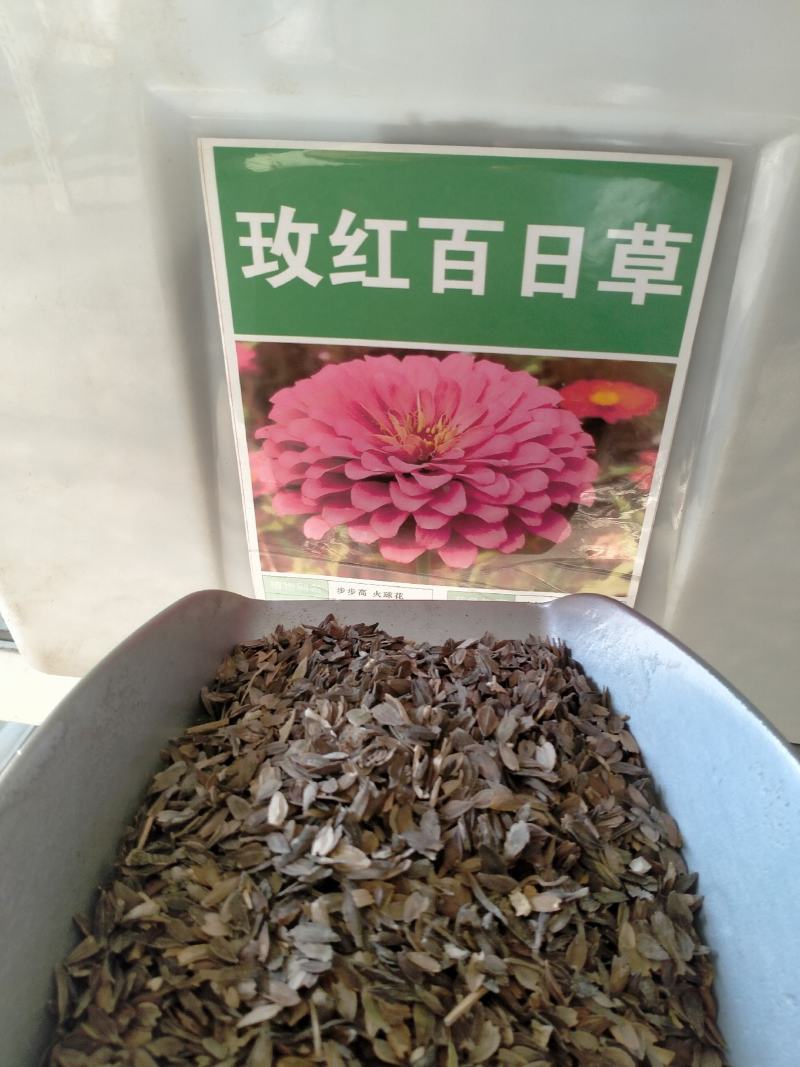 百日草种子，百日草花种子，七彩重瓣百日花种子四季开花易活