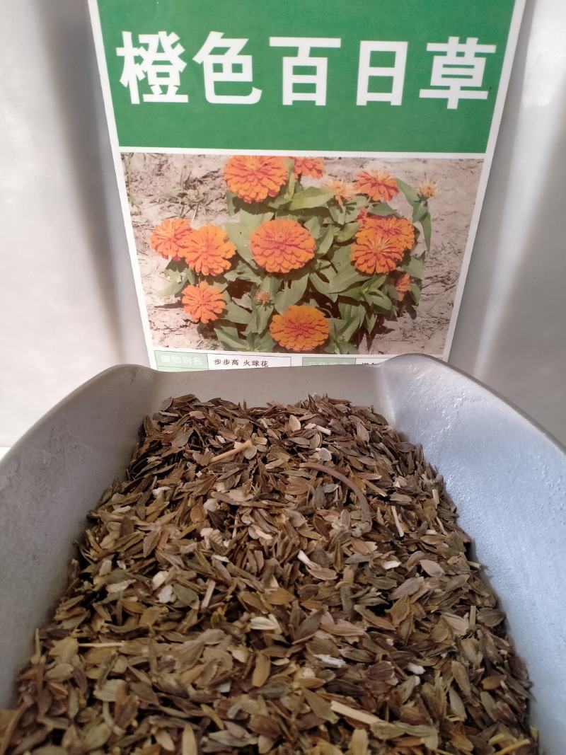 百日草种子，百日草花种子，七彩重瓣百日花种子四季开花易活