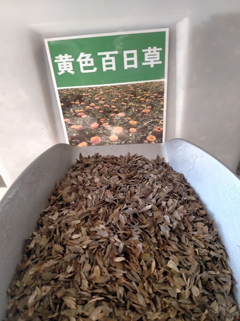 百日草种子，百日草花种子，七彩重瓣百日花种子四季开花易活