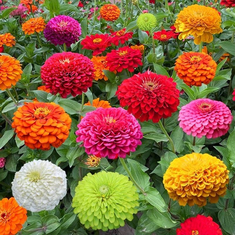 百日草种子，百日草花种子，七彩重瓣百日花种子四季开花易活