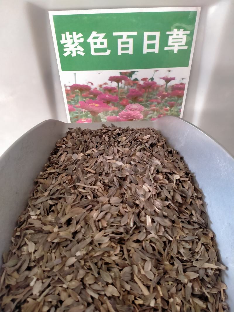 百日草种子，百日草花种子，七彩重瓣百日花种子四季开花易活