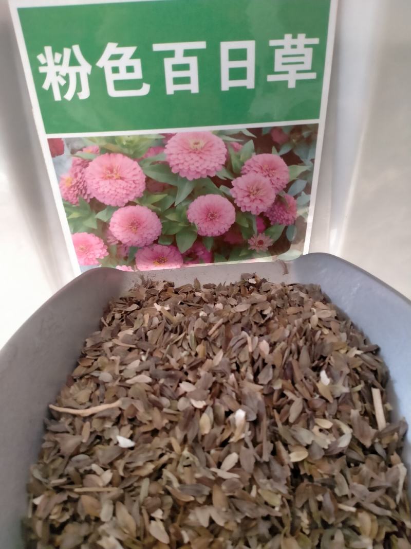 百日草种子，百日草花种子，七彩重瓣百日花种子四季开花易活