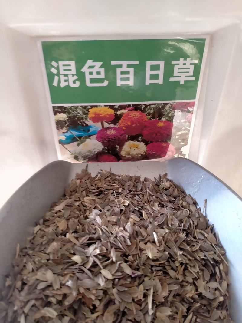 百日草种子，百日草花种子，七彩重瓣百日花种子四季开花易活