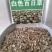 百日草种子，百日草花种子，七彩重瓣百日花种子四季开花易活