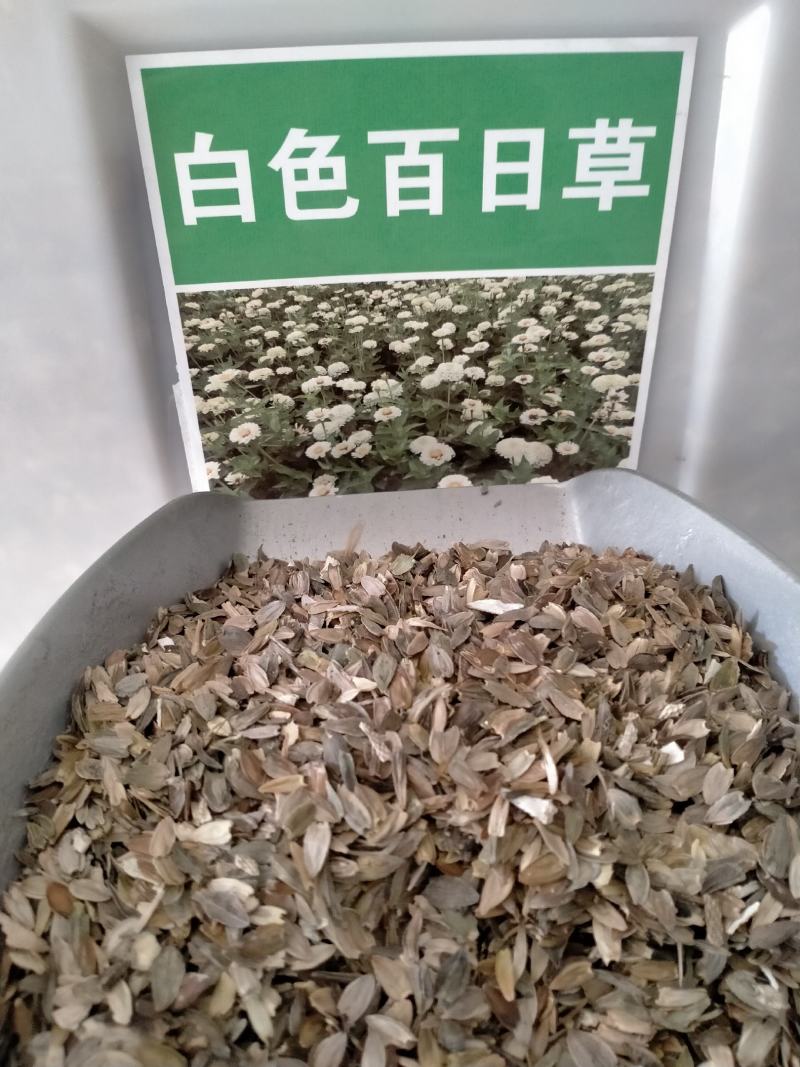 百日草种子，百日草花种子，七彩重瓣百日花种子四季开花易活