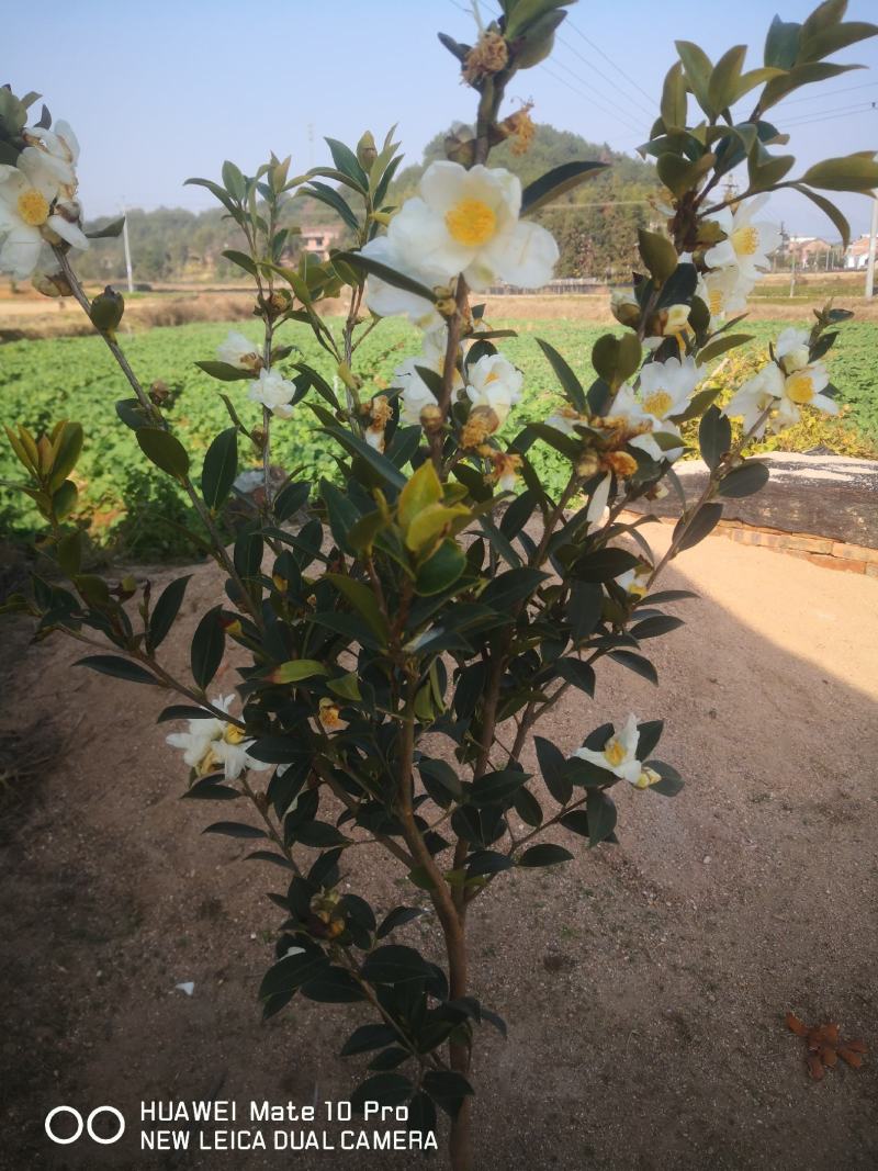 湖南油茶苗，茶树苗基地直销，质量保证价格优惠