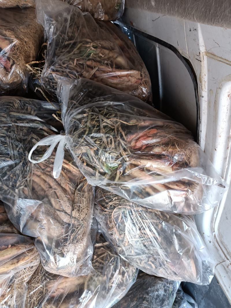 米脂山地红葱