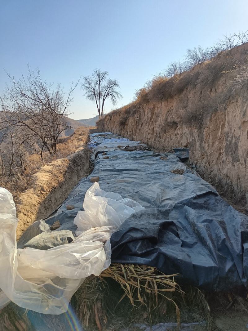 米脂山地红葱