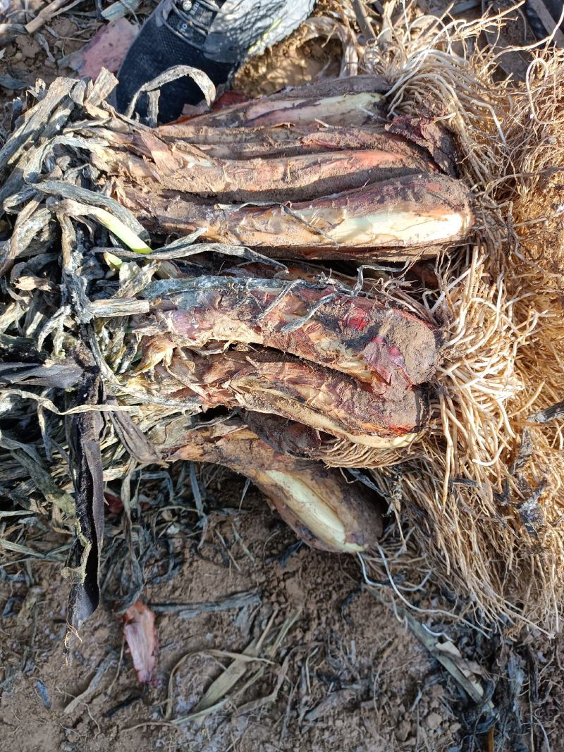 米脂山地红葱