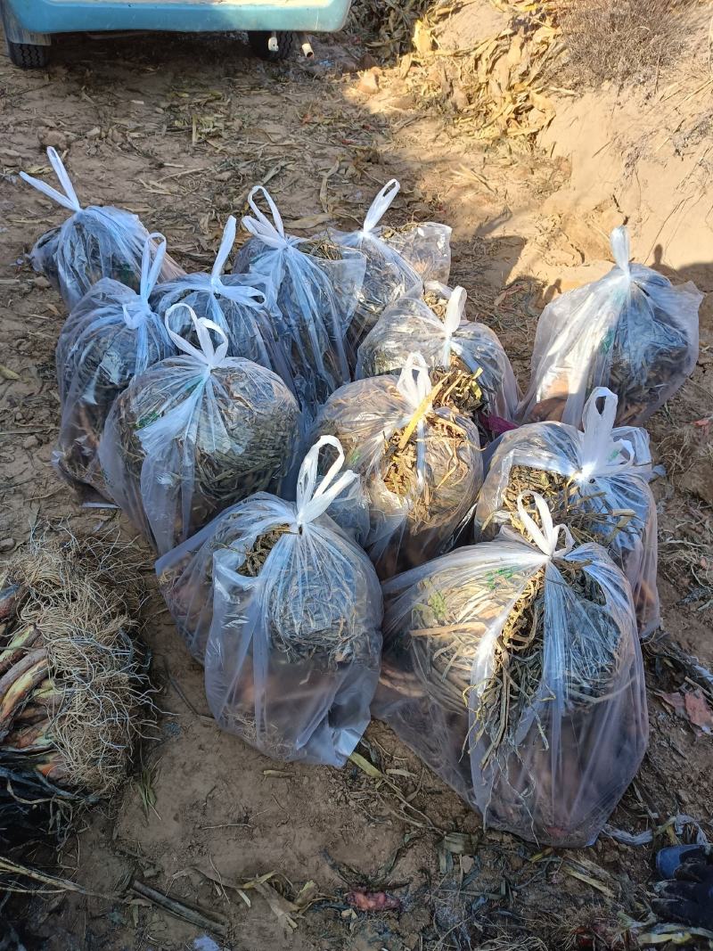 米脂山地红葱