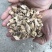 野生忍冬藤金银花根老藤干金银花藤根宝宝洗澡草药