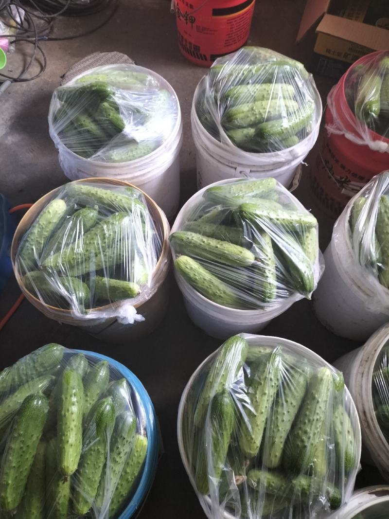 旱黄瓜大量上市，品质口感很好，产地发货，天天有货