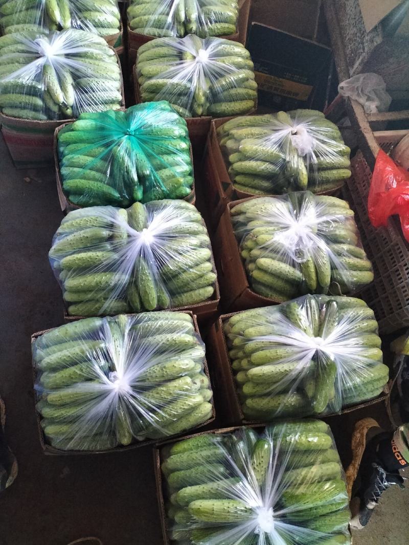 旱黄瓜大量上市，品质口感很好，产地发货，天天有货
