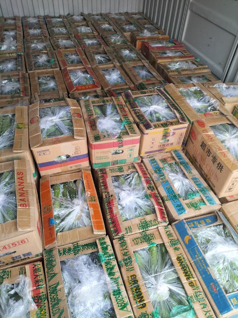 旱黄瓜大量上市，品质口感很好，产地发货，天天有货