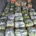 旱黄瓜大量上市，品质口感很好，产地发货，天天有货