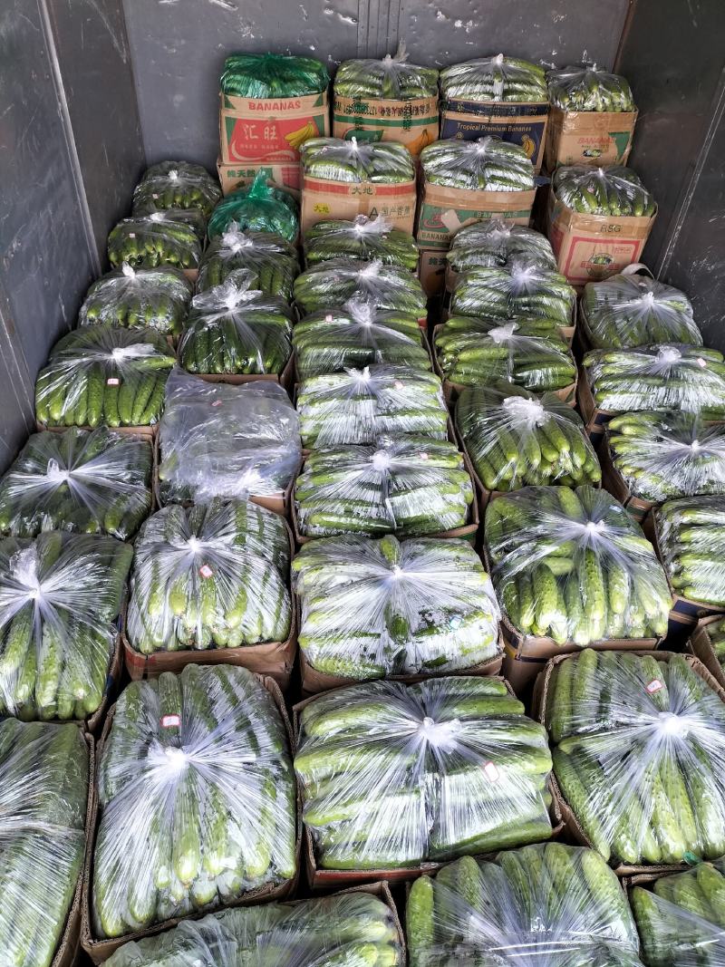 旱黄瓜大量上市，品质口感很好，产地发货，天天有货